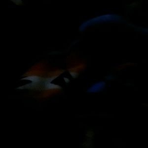 Meet your Posher, Quanah